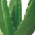 Aloe_vera_logo.jpg