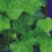 Ivy_logo.jpg