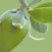 Jojoba_oil_logo.jpg