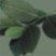 Laurel_oil_logo.jpg