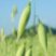 Oat_logo.jpg