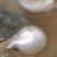 Pearl_logo.jpg