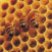 Propolis_logo.jpg