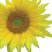 Sunflower_logo.jpg