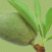 Sweet_almond_oil_logo.jpg