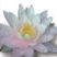 Water_lily_logo.jpg