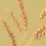 Weat_germ_oil_logo.jpg