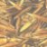black_oat_logo.jpg