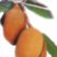 cupuacu_logo.jpg