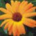 marigold_logo.jpg
