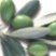 olive_logo.jpg