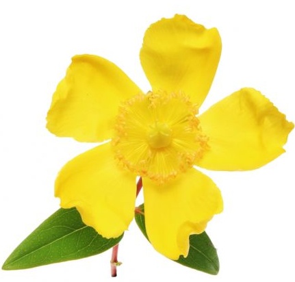 st-johns-wort-1.jpg
