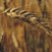 wheat_logo.jpg